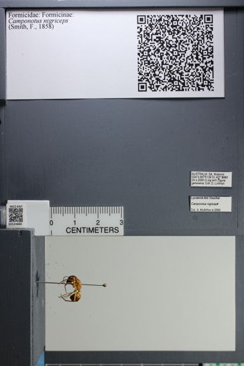 Media type: image;   Entomology 524880